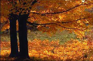 fall_st_albans.jpg